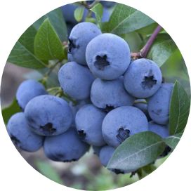 (image for) Fruit trees & soft fruit bushes (pot grown)