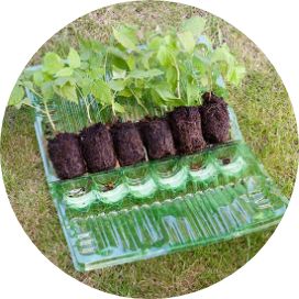 (image for) Cell Grown Raspberries